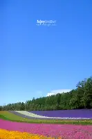 自動画像
